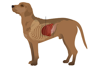 Canine Liver Disease