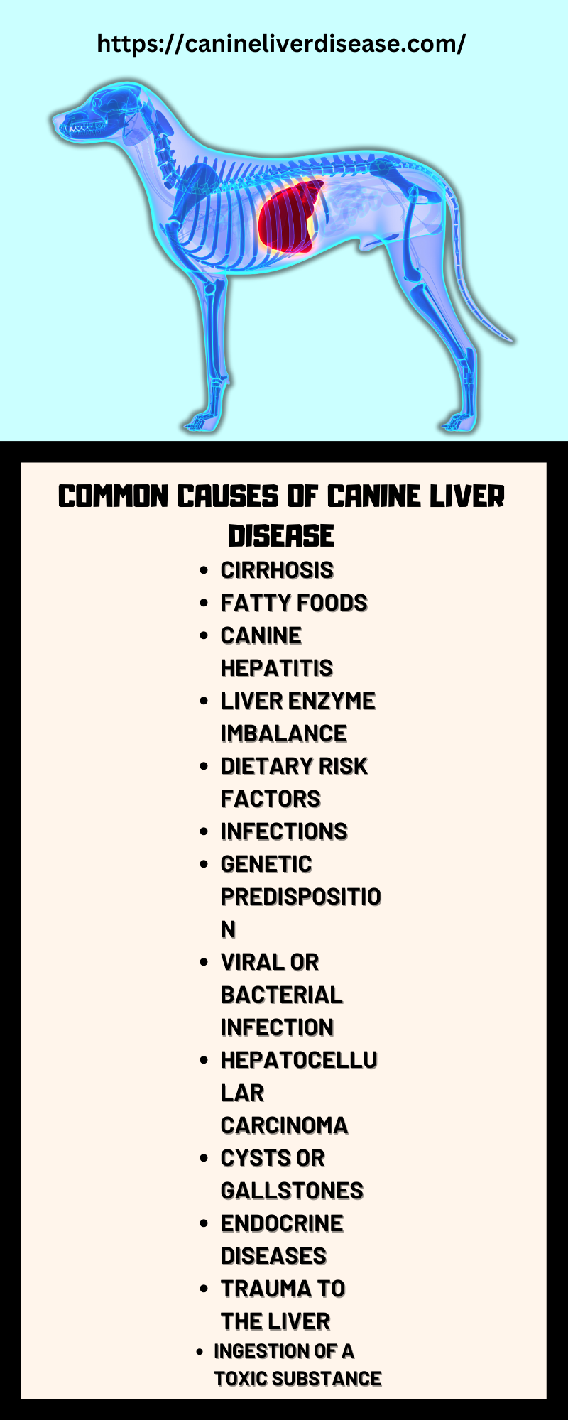 Canine Liver Disease Symptoms, Causes, Treatments