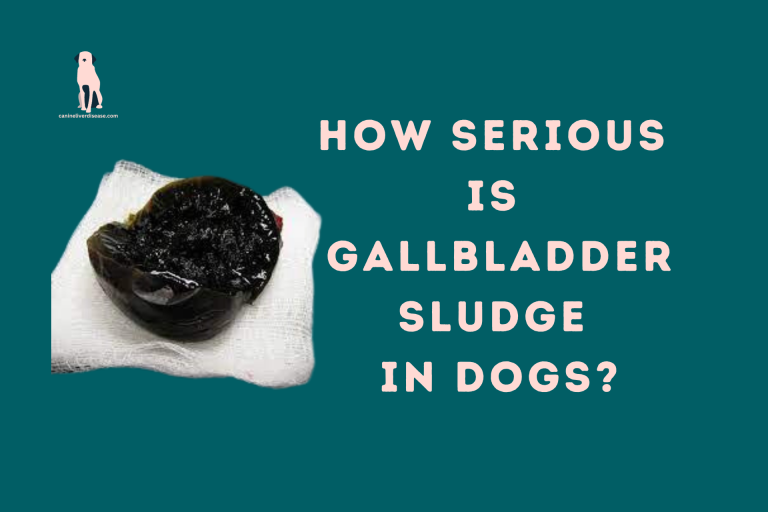 How serious is gallbladder sludge in dogs?