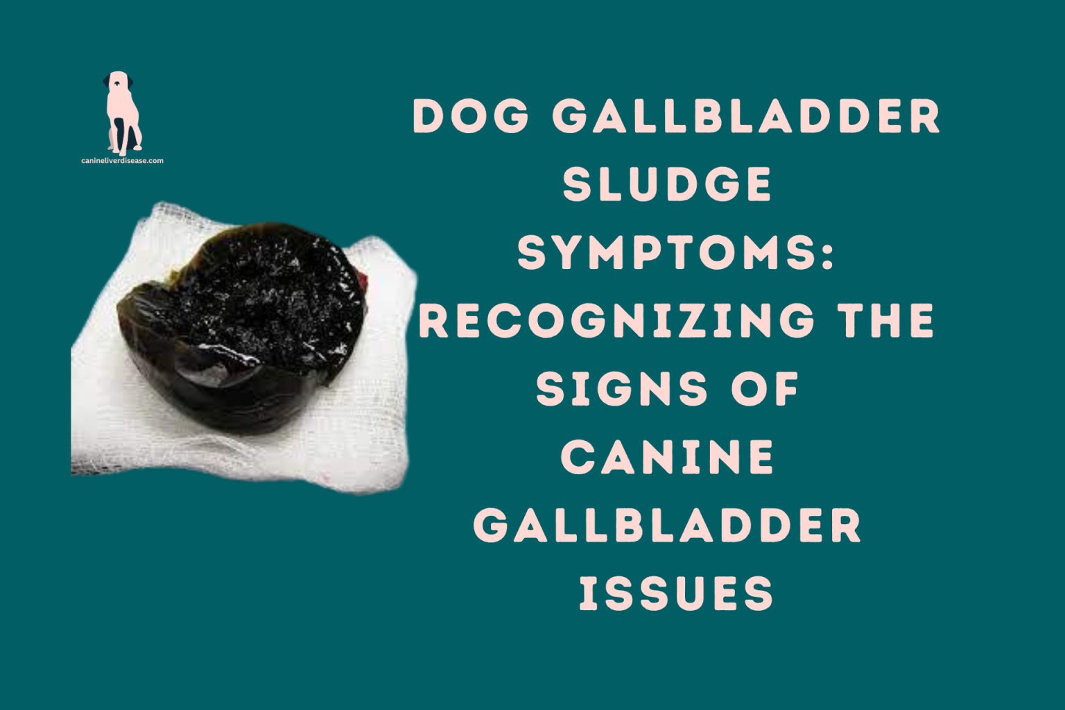 Dog Gallbladder Sludge Symptoms Recognizing The Signs