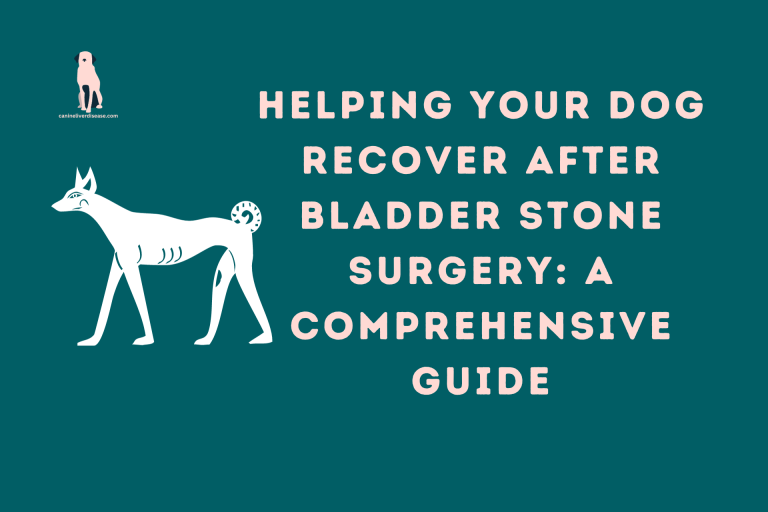 Helping Your Dog Recover After Bladder Stone Surgery A Comprehensive Guide