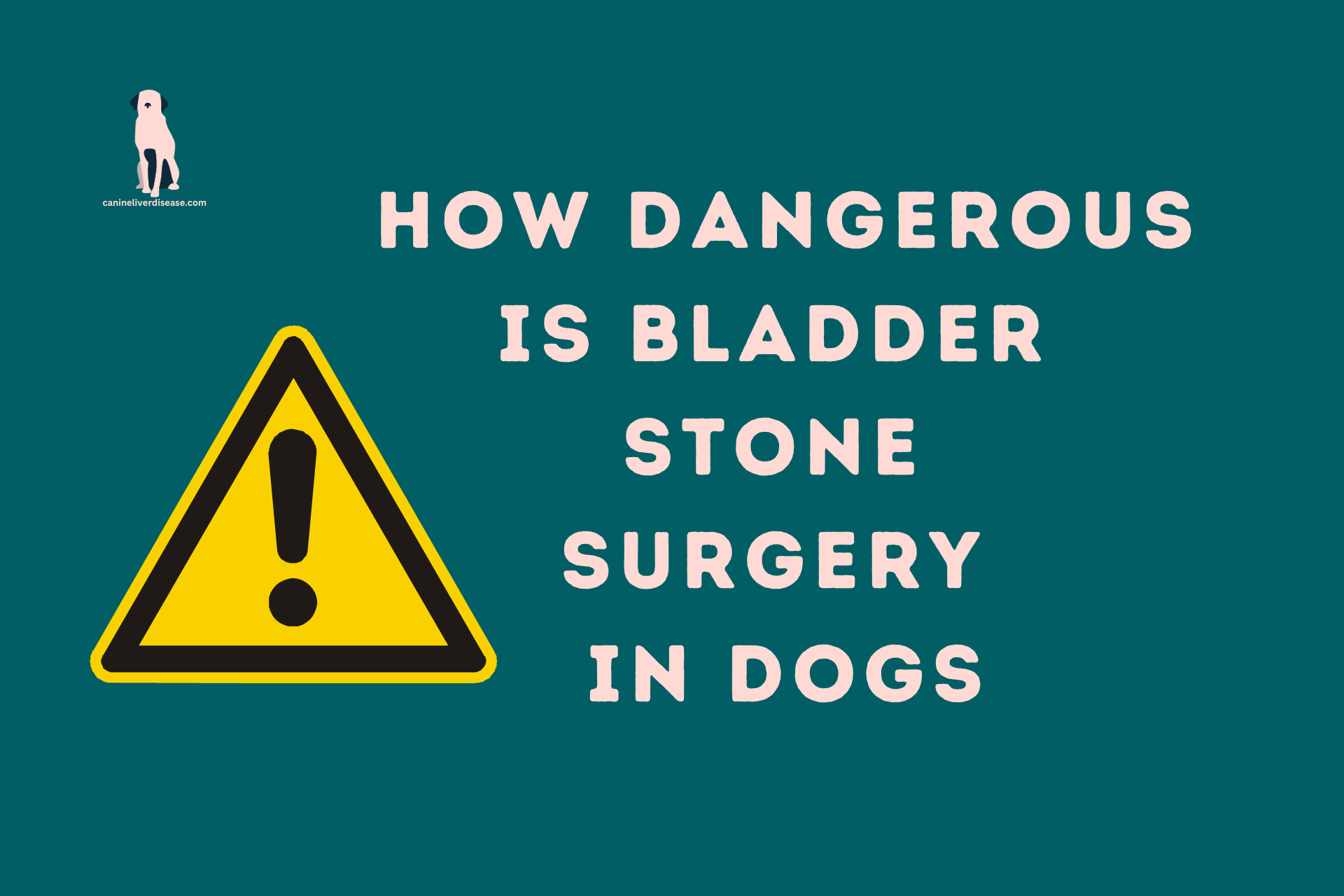 How Dangerous Is Bladder Stone Surgery In Dogs