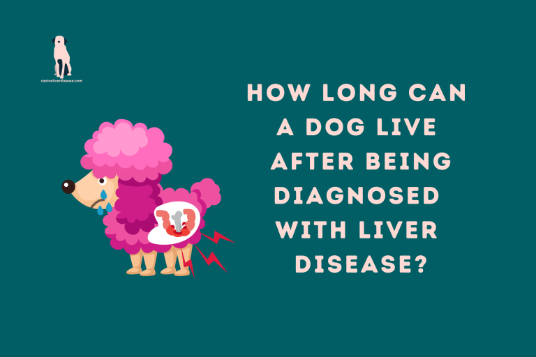 How Long Can A Dog Live After Being Diagnosed With Liver Disease