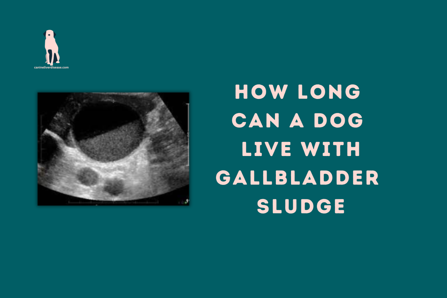 How Serious Is Gallbladder Sludge In Dogs Canine Liver Disease How Serious Is Gallbladder Sludge In Dogs Canine Liver Disease