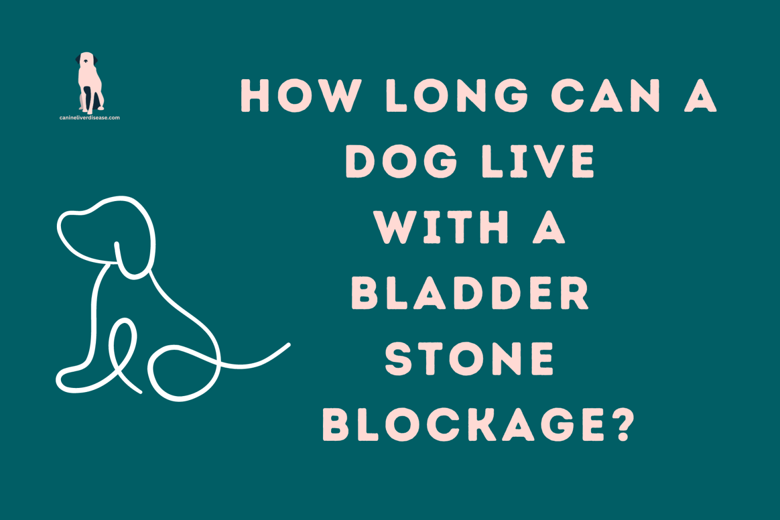 Helping Your Dog Recover After Bladder Stone Surgery helping-your-dog-recover-after-bladder-stone-surgery