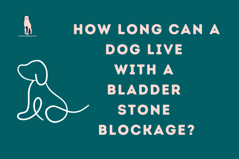 How long can a dog live with a bladder stone blockage