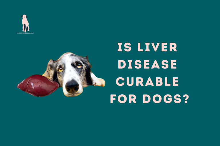 Is Liver Disease Curable For Dogs