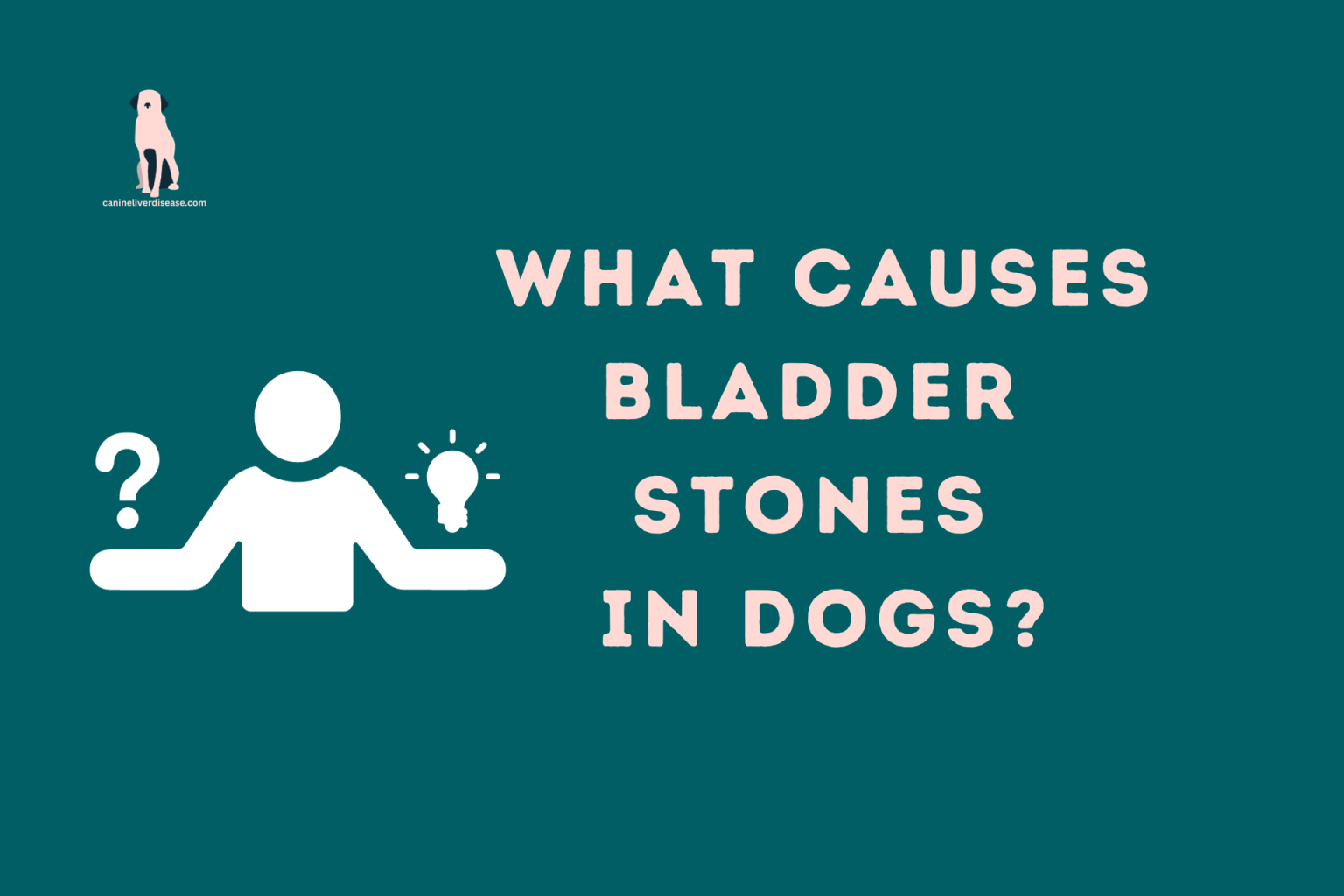 What Causes Bladder Stones in Dogs? Canine Liver Disease Resource site