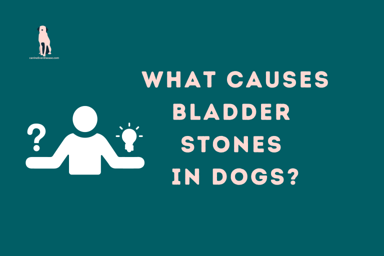 What Causes Bladder Stones in Dogs