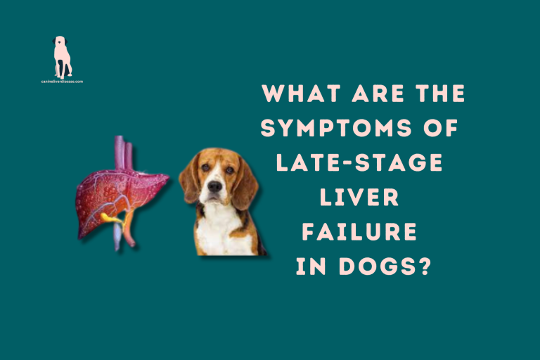 What are the symptoms of late-stage liver failure in dogs