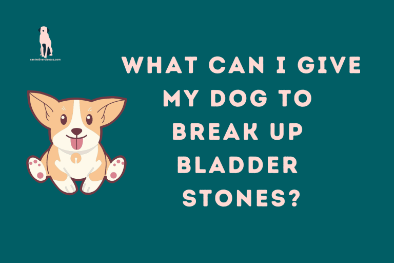 What can I give my dog to break up bladder stones