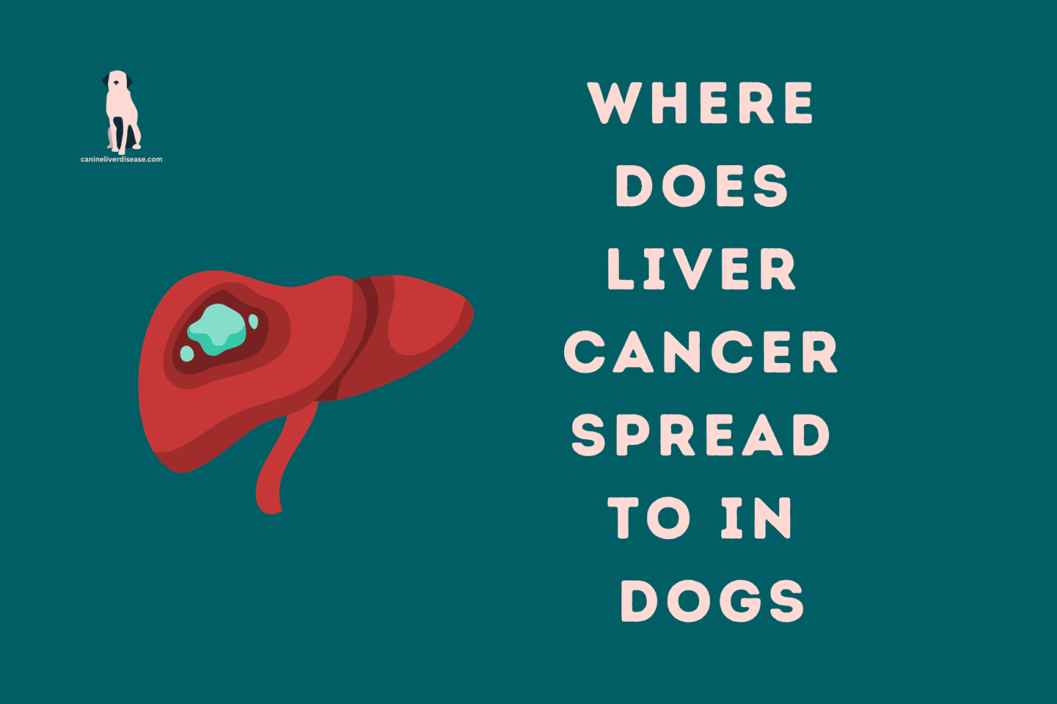 where-does-liver-cancer-spread-to-in-dogs