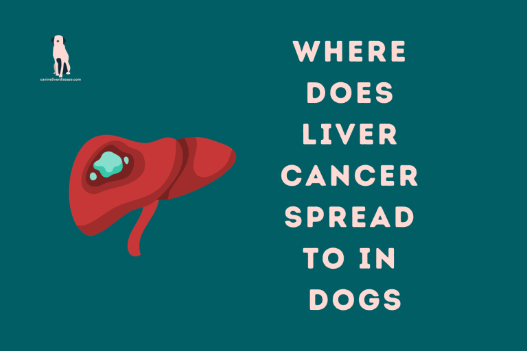 Where Does Liver Cancer Spread To In Dogs