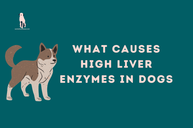 What Causes High Liver Enzymes in Dogs