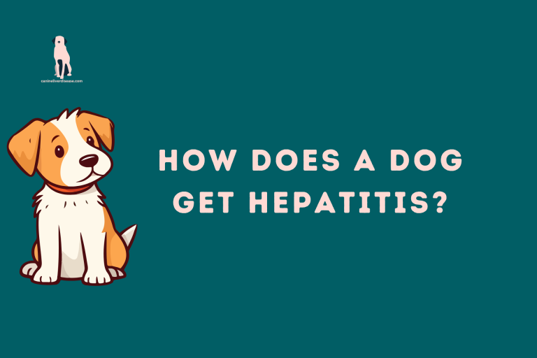 How Does A Dog Get Hepatitis?